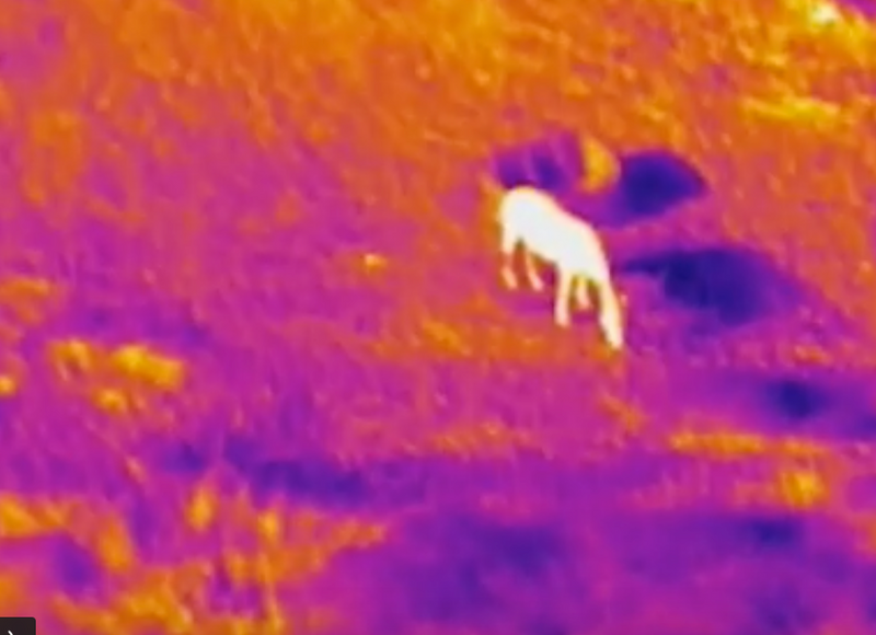 Thermal Livestock Spotting